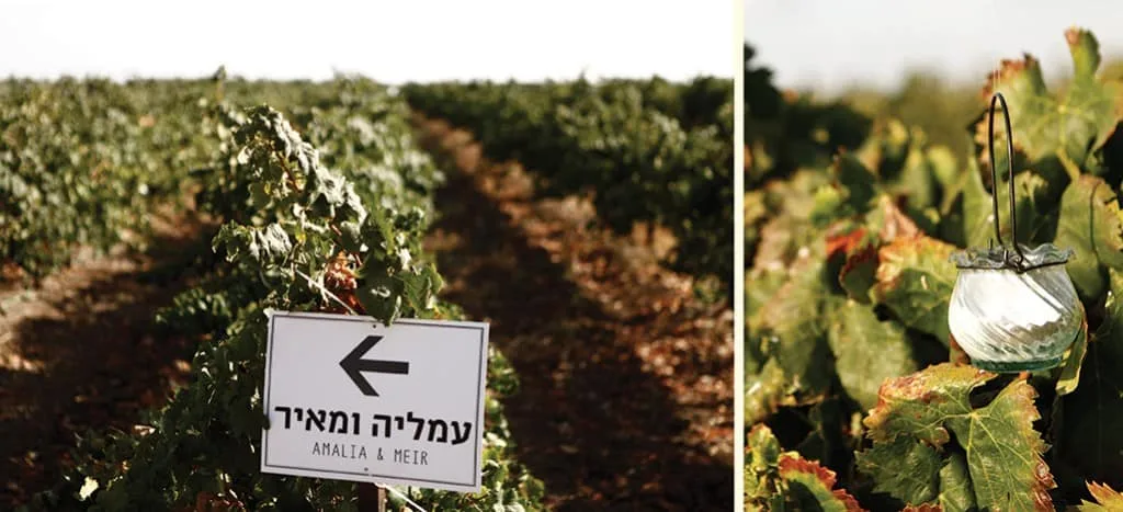 חתונה בחווה- אהבה בטבע